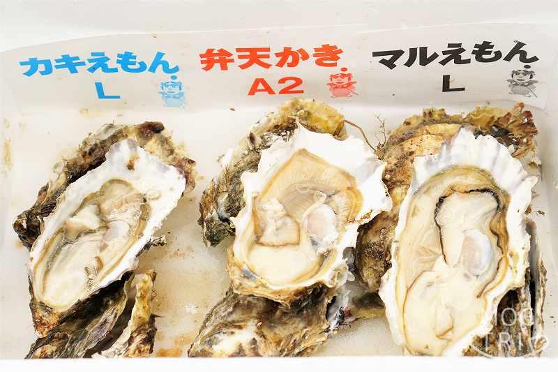 殻かき三種食べ比べセット｜厚岸漁業協同組合直売店エーウロコ　殻を剥いた状態