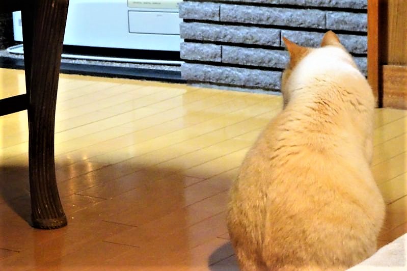 旭川「スサンタキッチン」の店内に猫が座っている