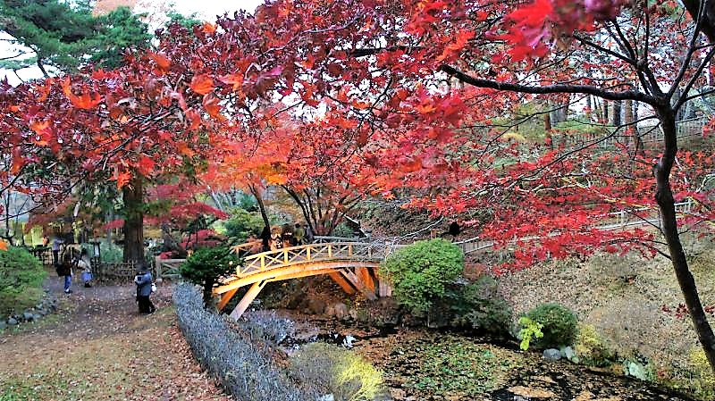 観光名所函館市の紅葉ライトアップ 香雪園 は北海道で唯一の国指定文化財庭園