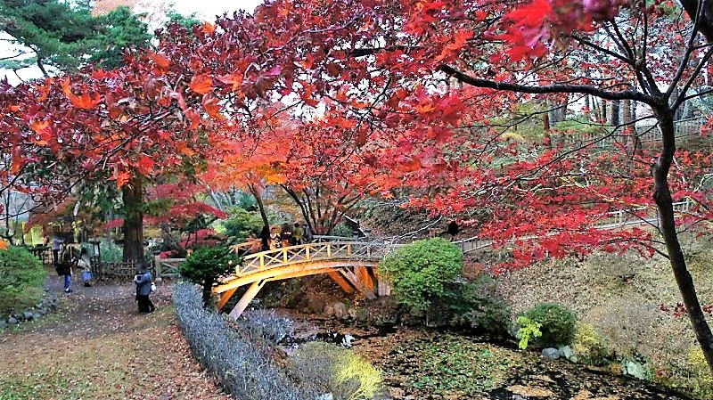 観光名所函館市の紅葉ライトアップ 香雪園 は北海道で唯一の国指定文化財庭園