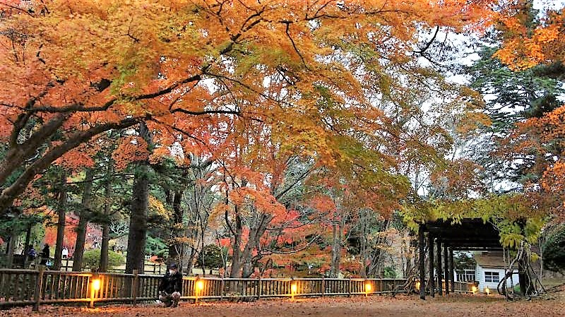 観光名所函館市の紅葉ライトアップ 香雪園 は北海道で唯一の国指定文化財庭園