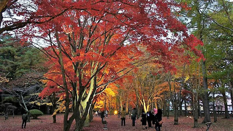 観光名所函館市の紅葉ライトアップ 香雪園 は北海道で唯一の国指定文化財庭園