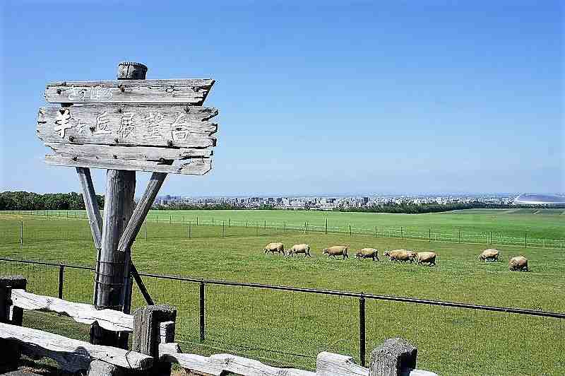羊ヶ丘展望台の風景と羊