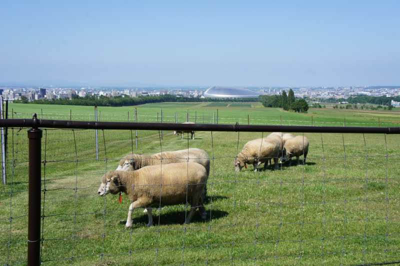 羊ヶ丘展望台の羊たち