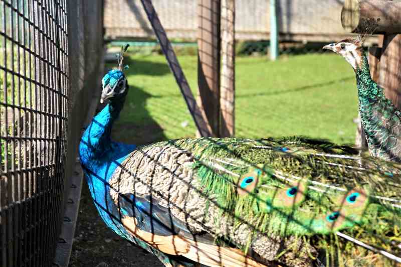 「栗山公園」のインドクジャク