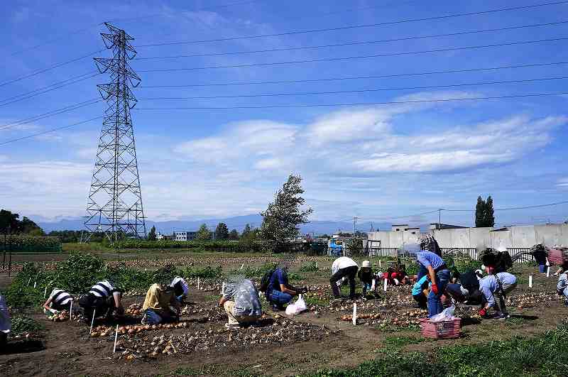 札幌黄オーナー制度　収穫体験