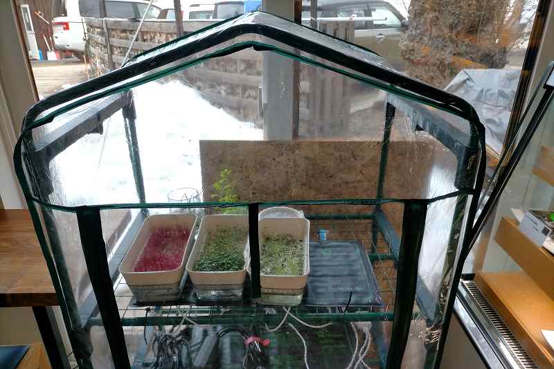 ビニール製の温室で野菜を栽培している様子