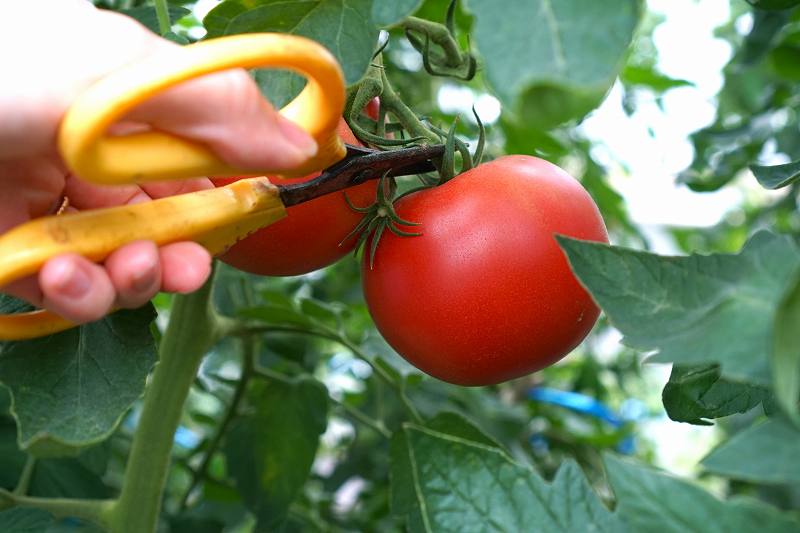 赤いトマトをハサミで収穫している様子